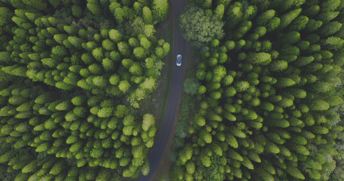 Image of a car driving through a forest lined road