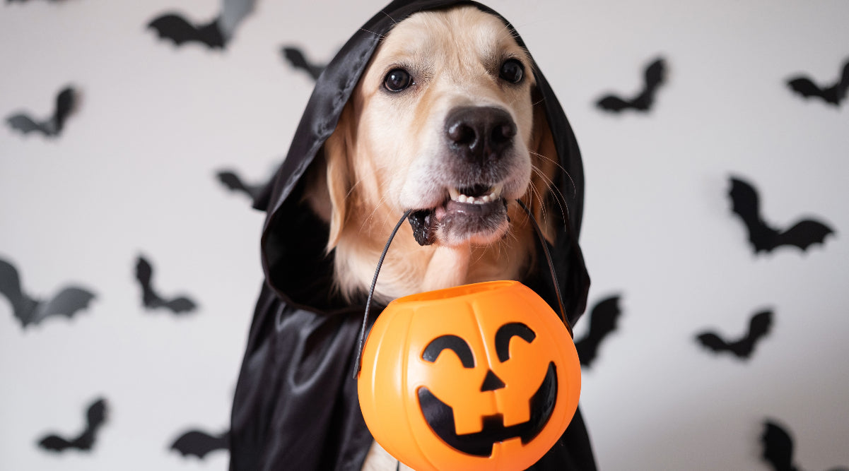 Creative Ways to Use Your Existing Home Automation for Halloween