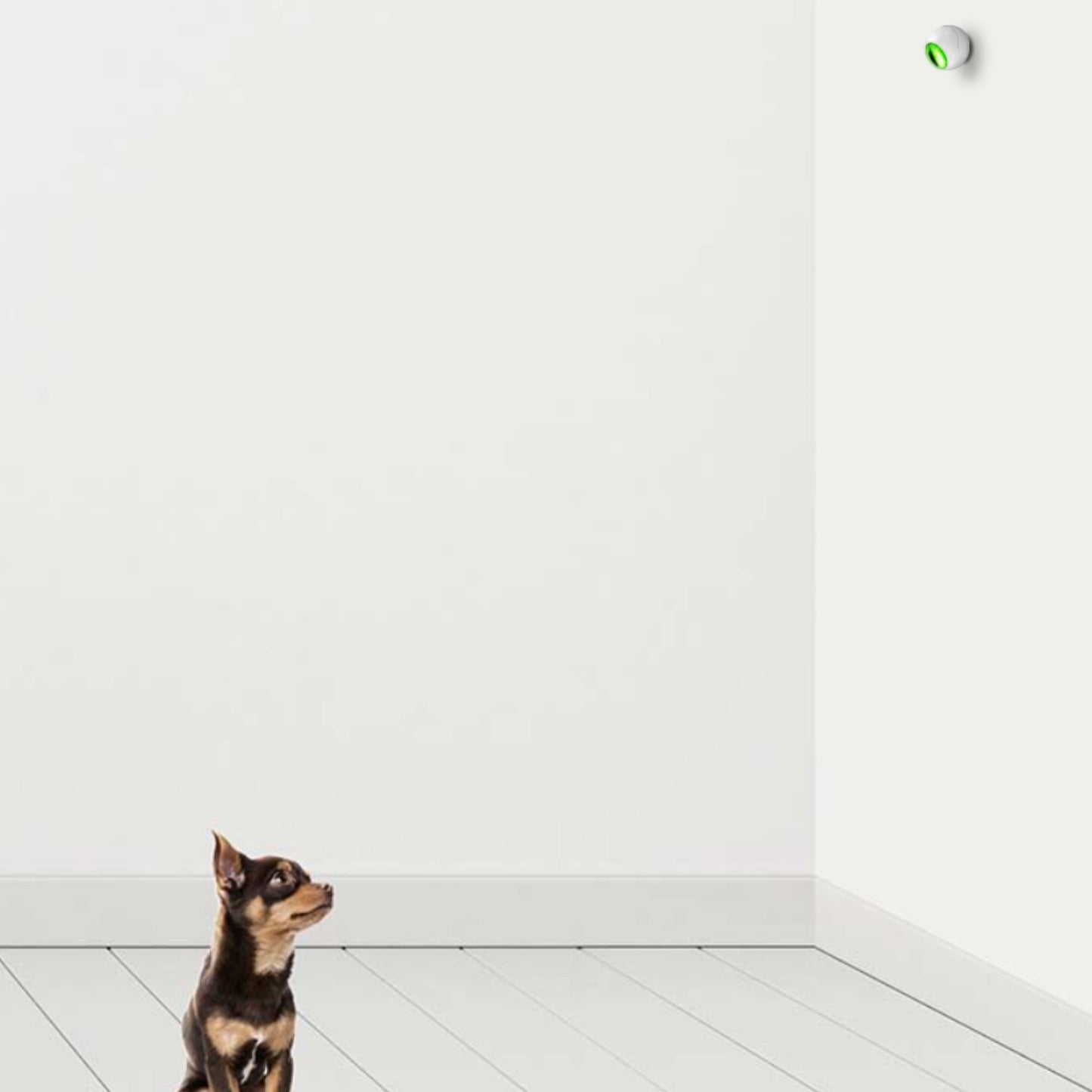 
                  
                    Dog looking at a Fibaro Motion Sensor
                  
                